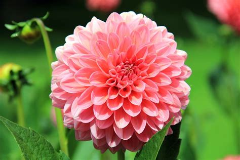 Dahlia Bloom Tube 